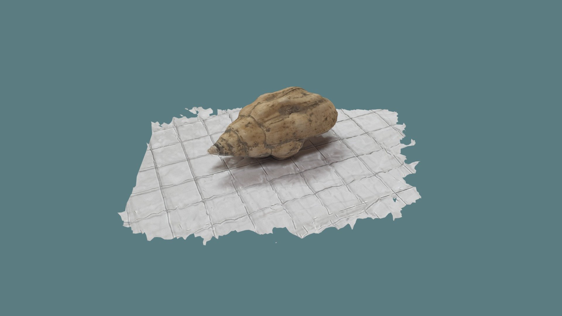 Example 01: Shell on a paper - Download Free 3D model by enricoerik ...