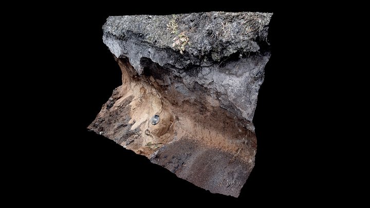 Podzol, Heerlerheide, the Netherlands 3D Model