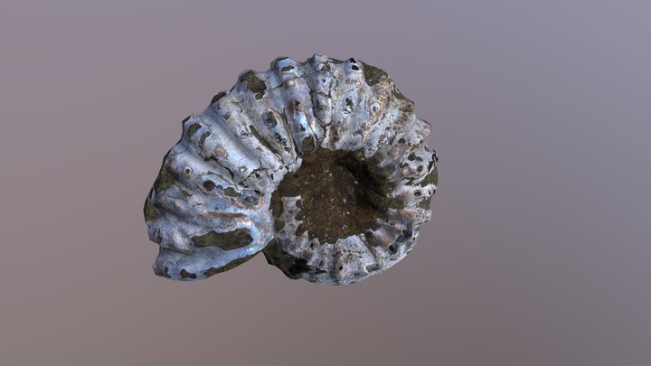 fossil ammonite 3D Model