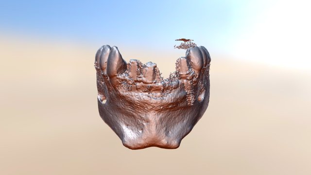 Miriam Jaw Bone 3D Model