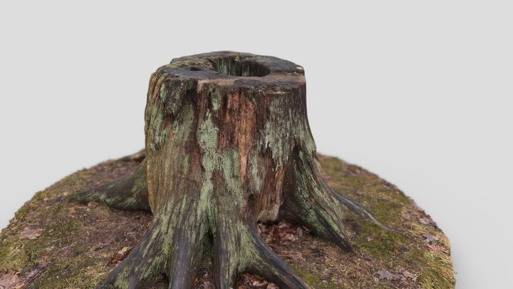 Tree stump - Photogrammetry 3D Model