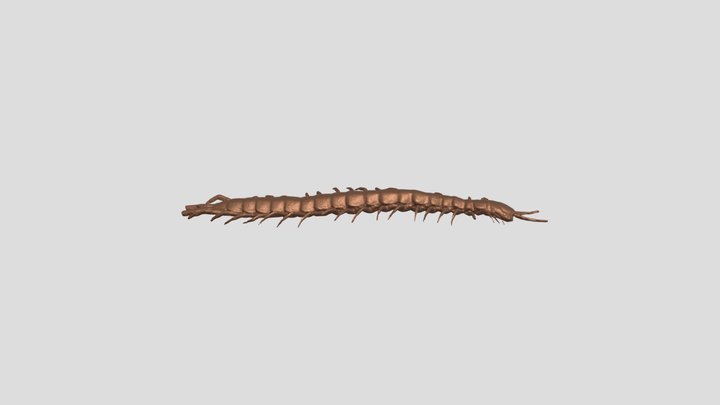 Miriápodo 3D Model