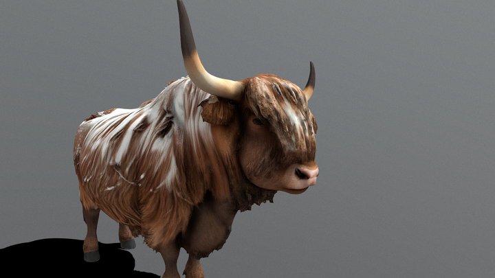 Snowy Highland Cow | Ox | Yak | Bovine [MESHY 6]