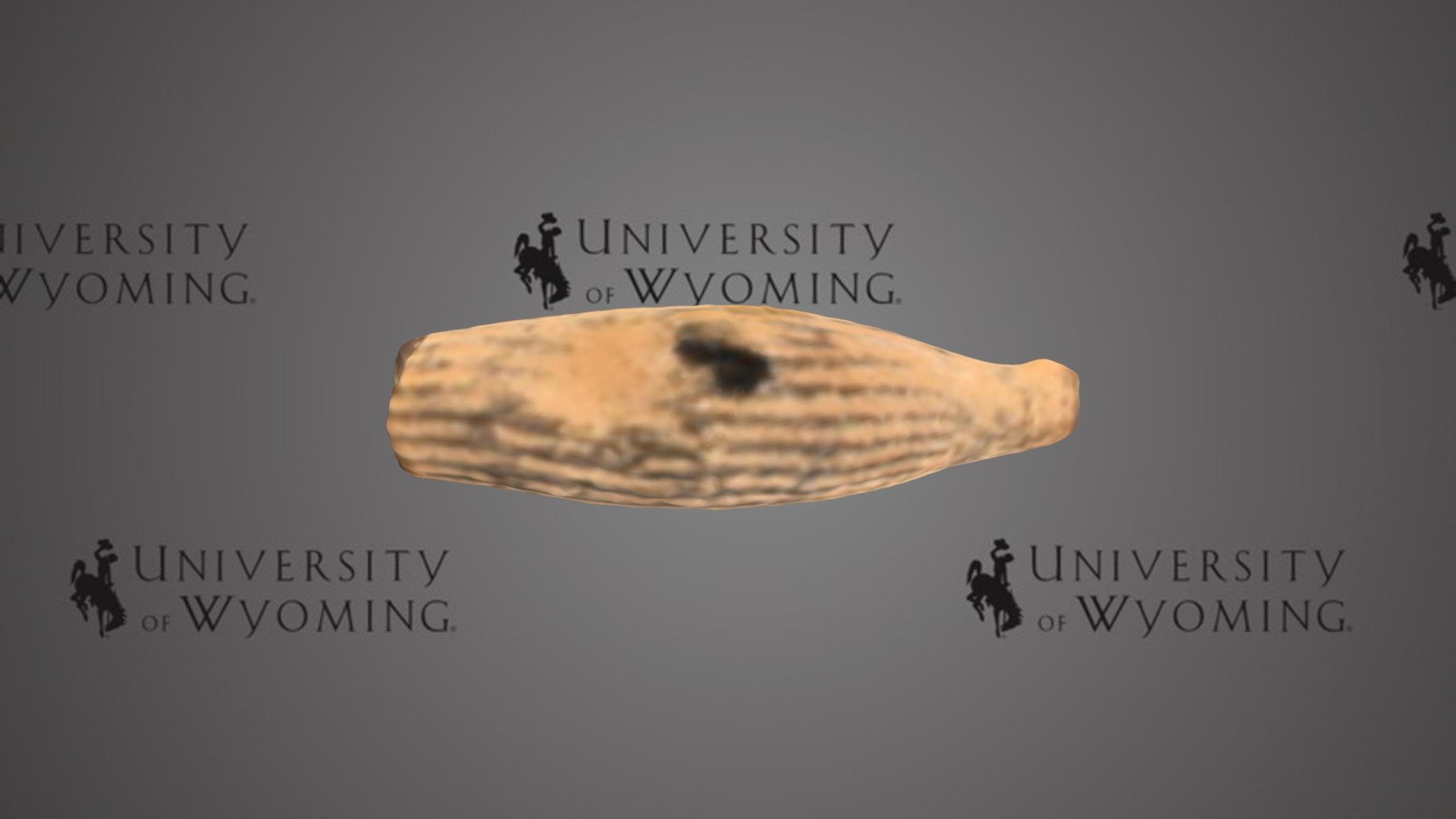 UWG Echinoid Spine