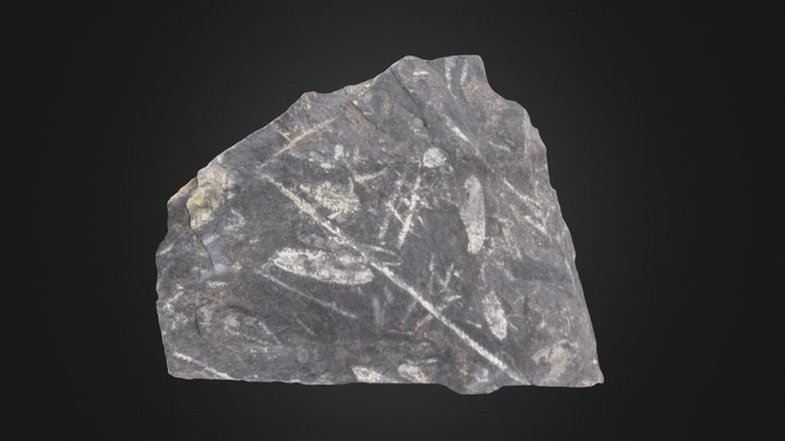 Graptolites: Didymograptus artus 1 (PRI 76792) – Free 3D Model STL