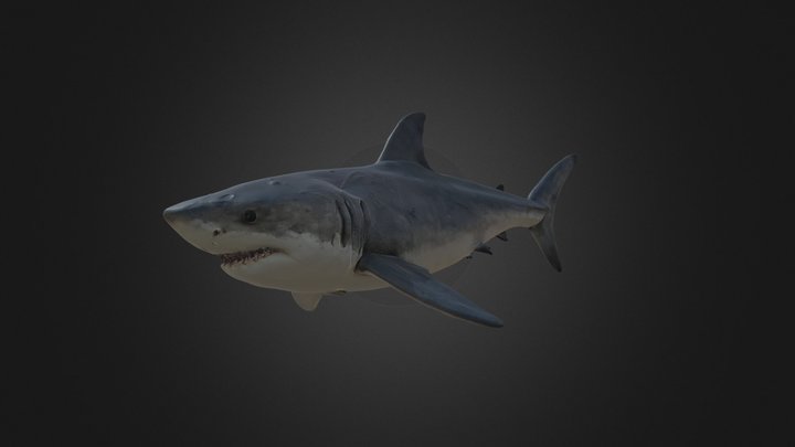 Great White Shark in Realistic Swimming Pose