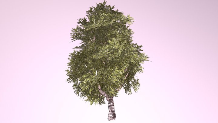 Birch tree - green 3D Model