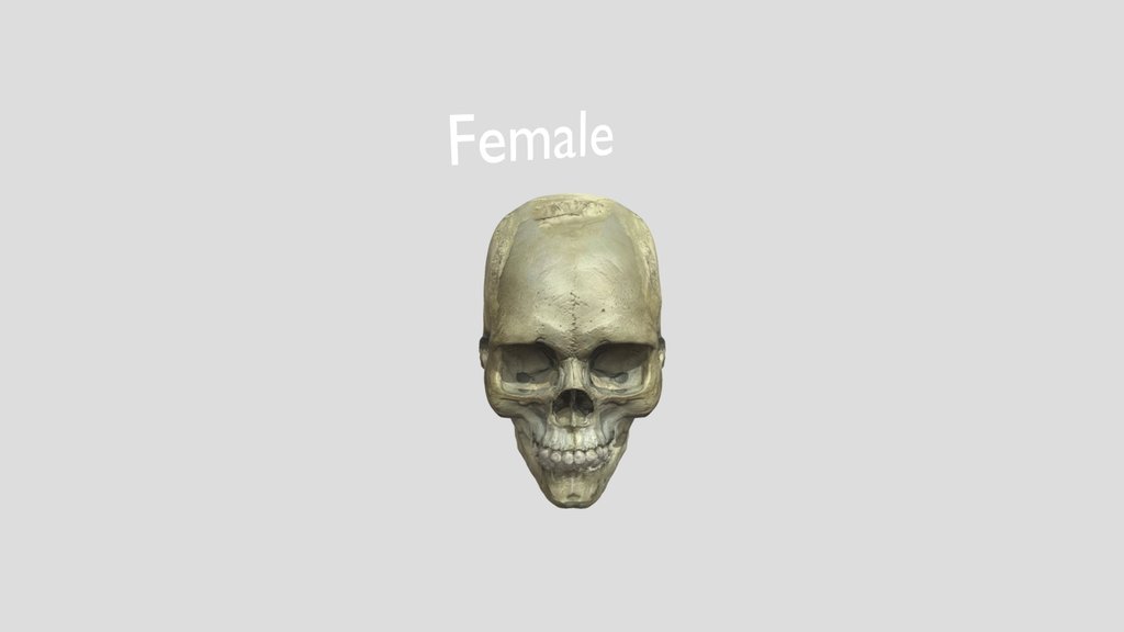 Female Skull