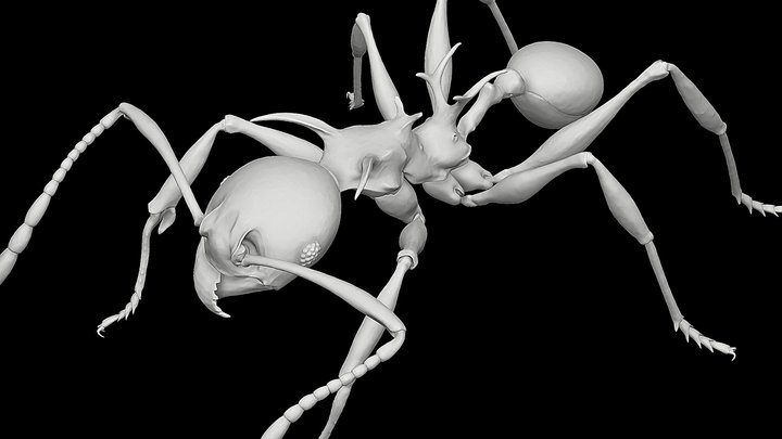 Pheidole drogon minor worker – Kostenloses 3D-Modell STL