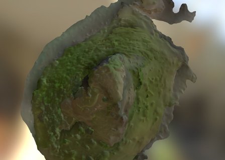 Chinaman's Hat Color 3D Model