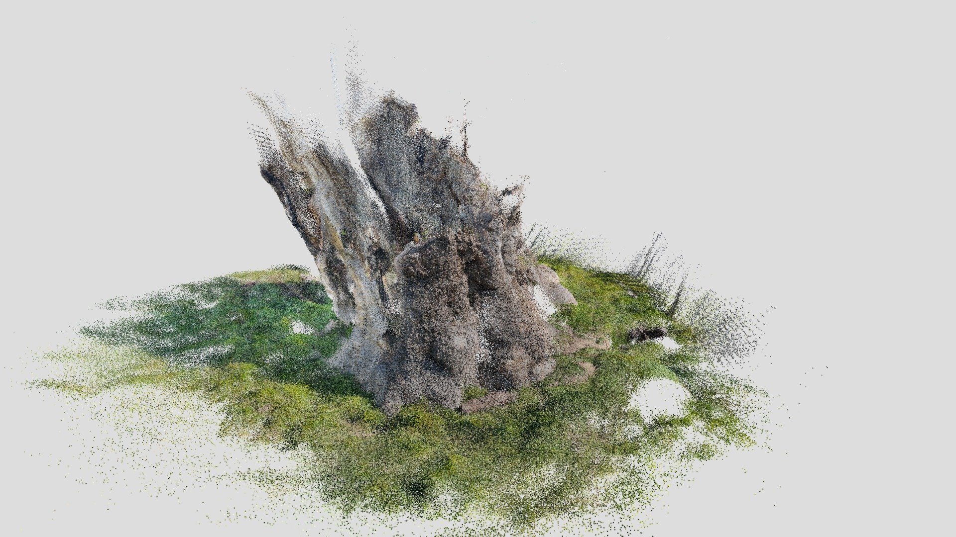 Sidney Oak which lived for 1,000 years