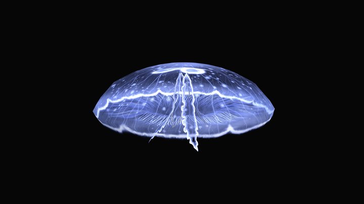 Jellyfish Swimming 3D Model