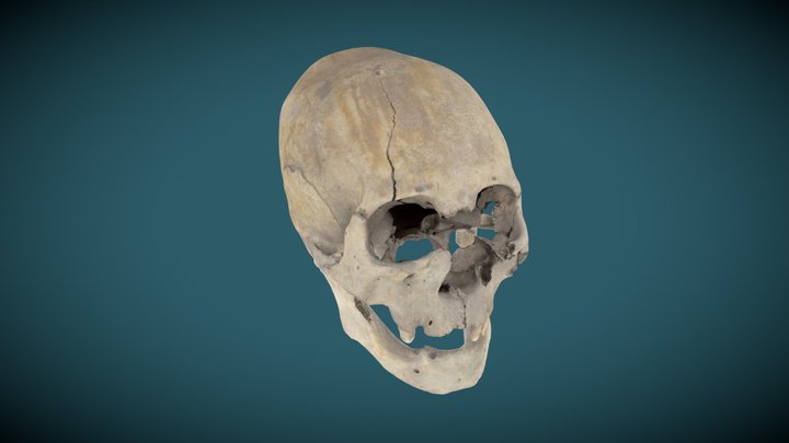 череп 3D Model