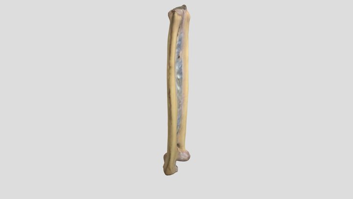 Tulang lengan bawah 3D Model