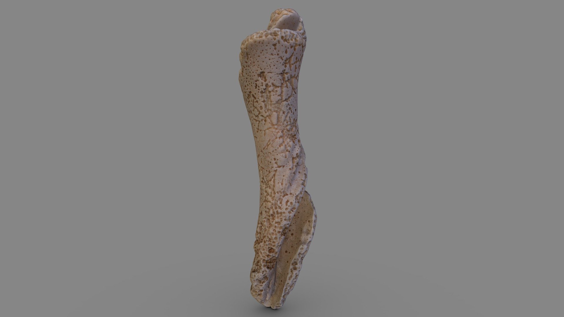 Columella of Marine Gastropod (Fragment)