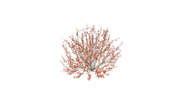 Winter Hamamelis Vernalis 3D Model