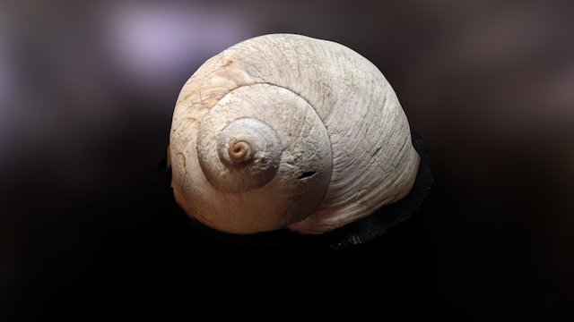 My Favorite Shell 3D Model