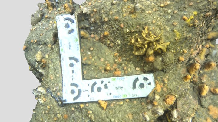 Sponge in 65m off Hyskeir Lighthouse 3D Model
