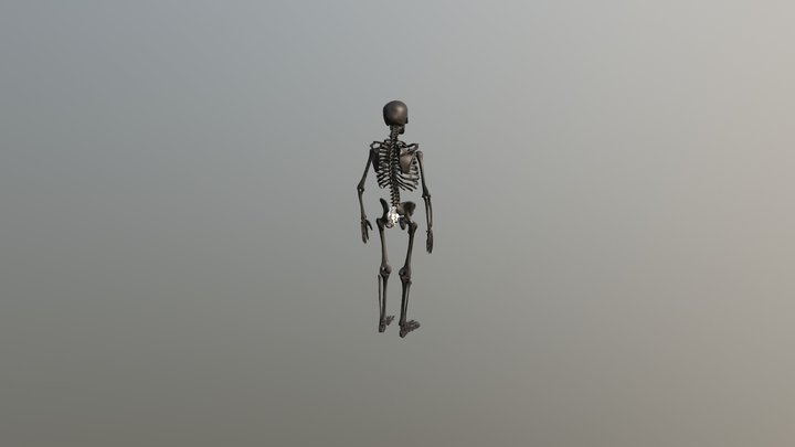 Skeleton 3D Model