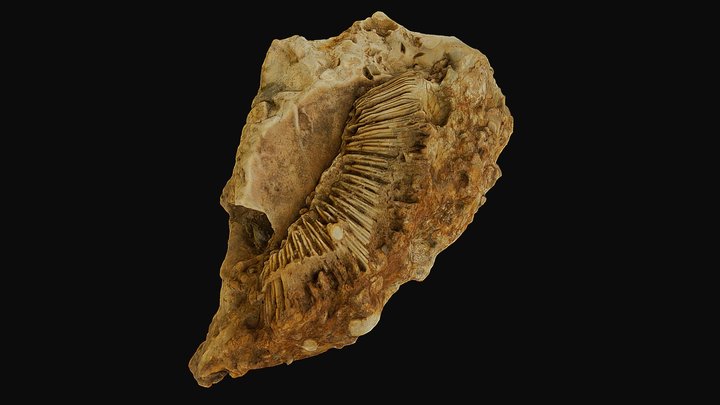 Sedimentary Rock with Fossil 3D Model