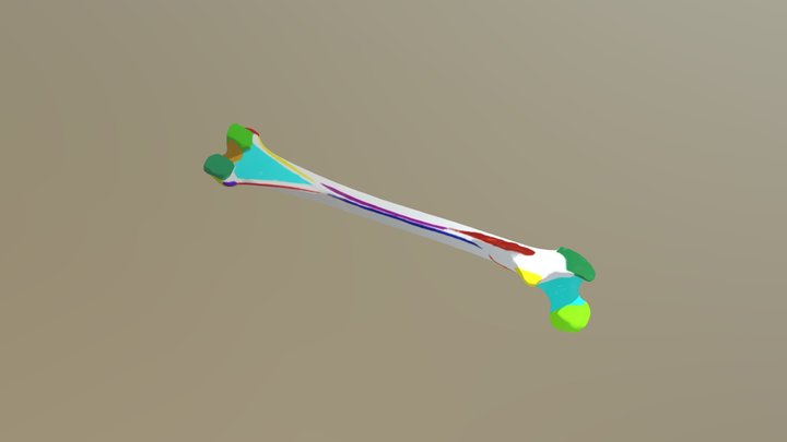 Colored Femur 3D Model