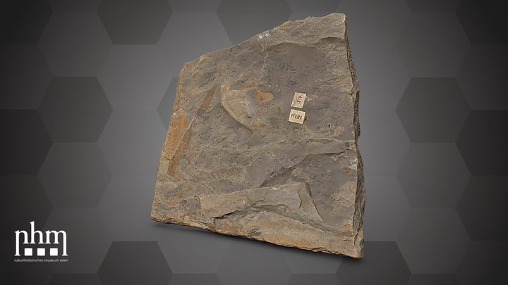 Multiple fossil leaves(NHMW-GEO-2024-0188-11124) – Kostenloses 3D-Modell STL