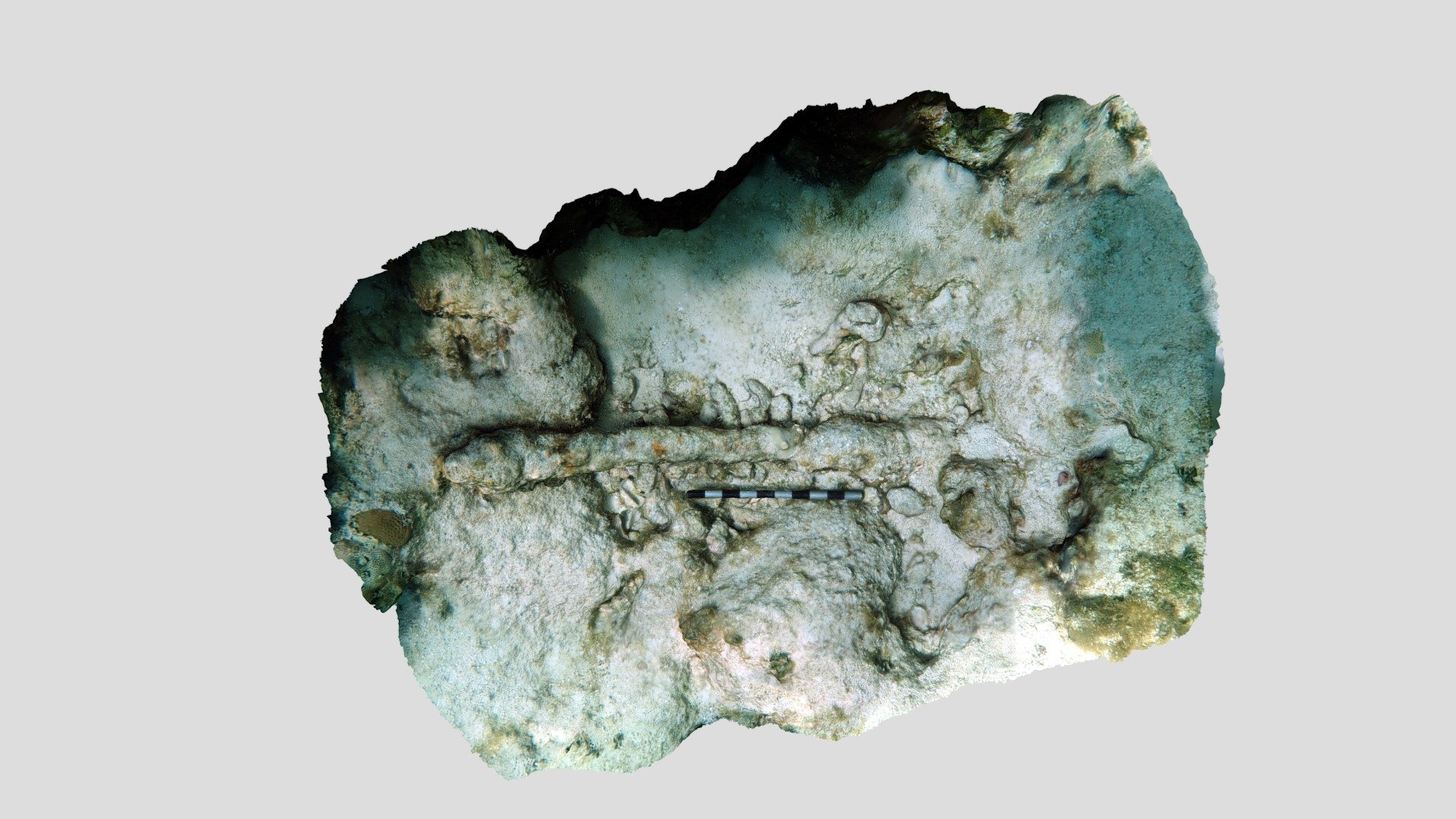 Guerrero Iron Pin (2019)