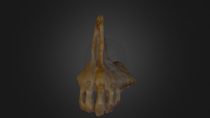 Woodwardian collection B-17-23 (30): Fish jaw 3D Model