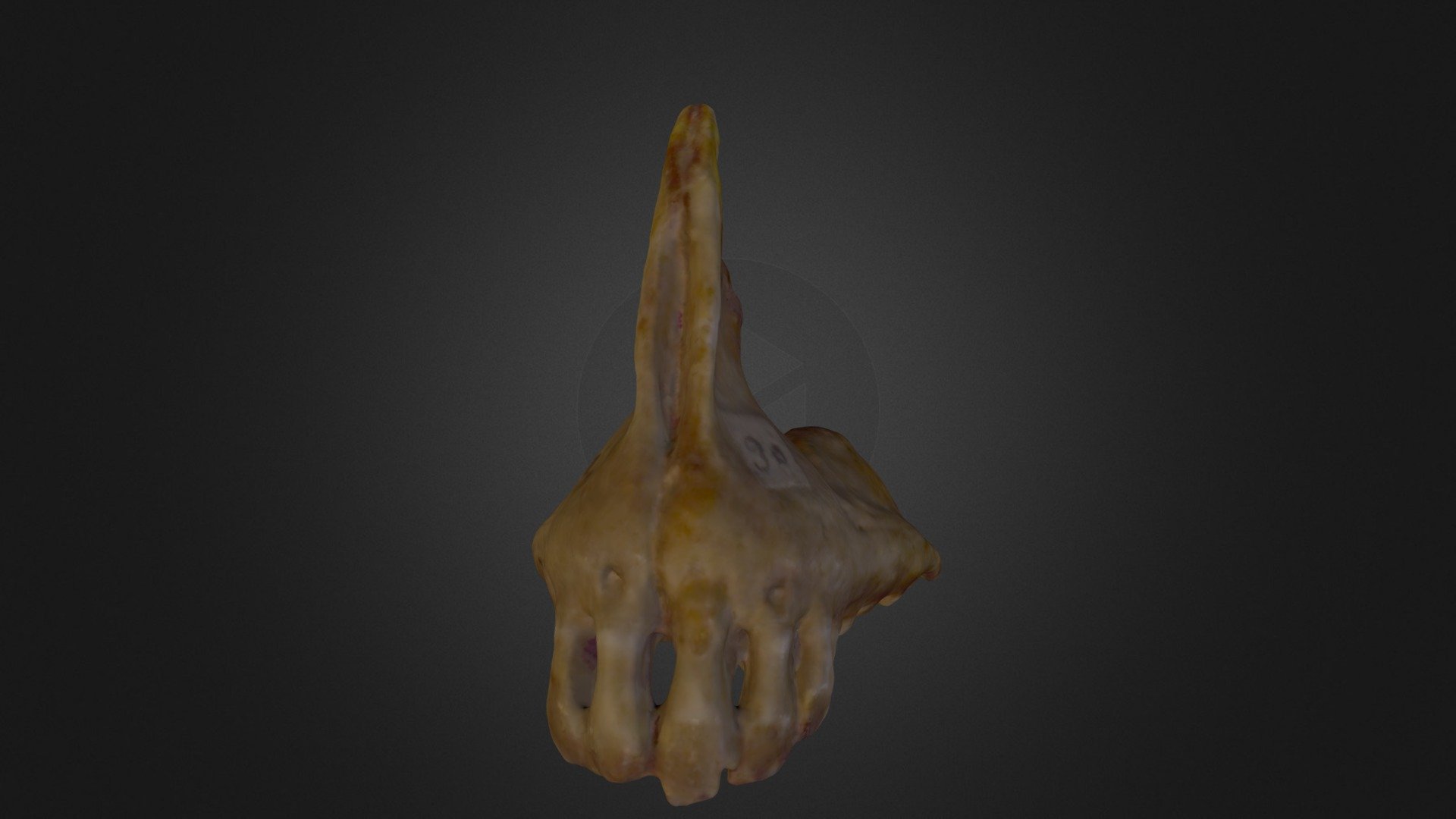 Woodwardian collection B-17-23 (30): Fish jaw - 3D model by ...