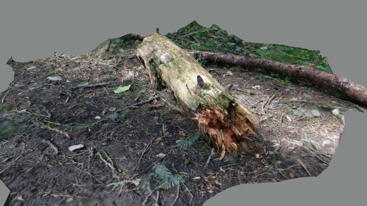 Log Photogrammetry Test 3D Model