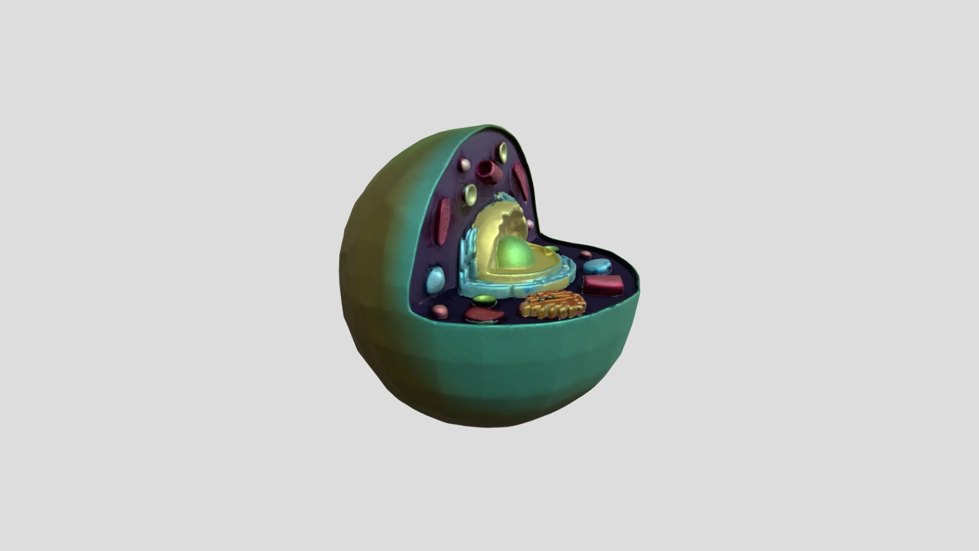 plant cell - 3D model by jayendramishra0007 [cfa0d37] - Sketchfab