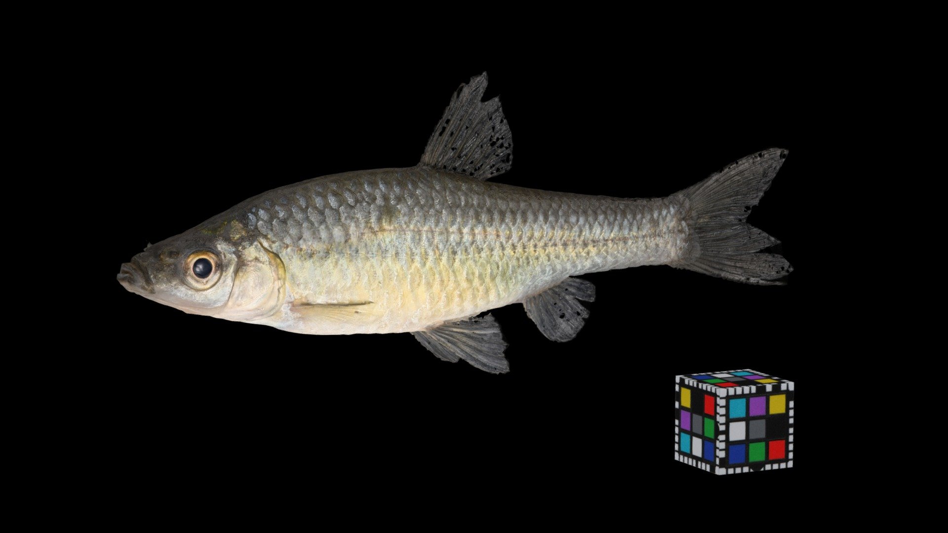 モツゴ ♀ Topmouth gudgeon, Pseudorasbora parva