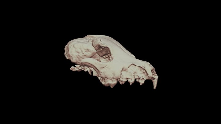 Canis (Theriodictis) platensis 10-51 3D Model
