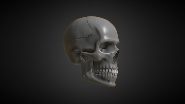 Skull Sculpt 3D-Coat [Downloadable] 3D Model
