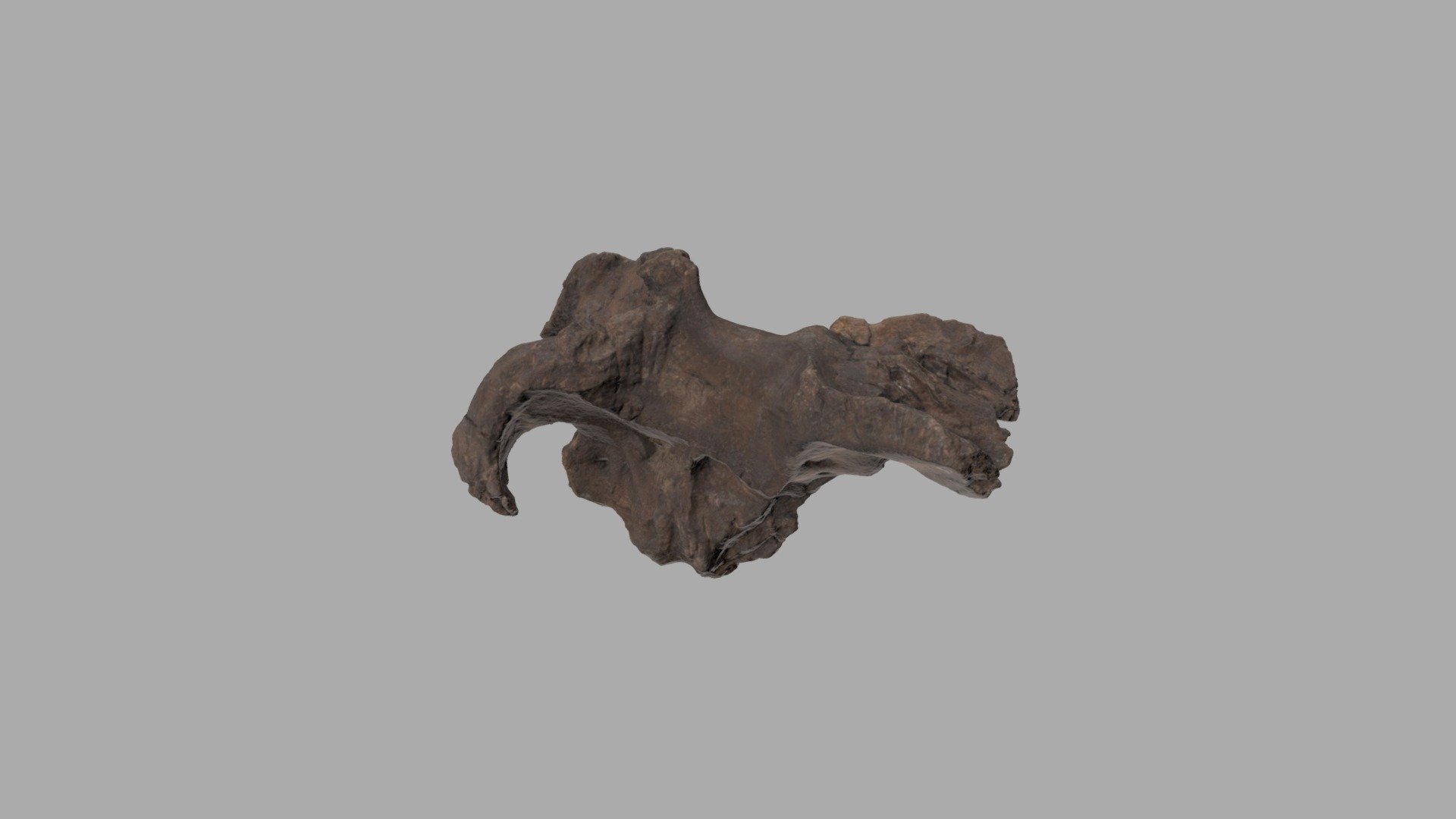 WSC10058 Braincase