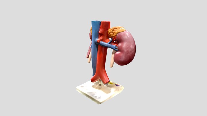 Adrenal Glands with Kidneys & Ureters 3D Model