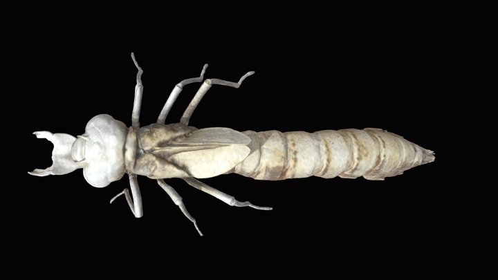 Dragonfly larvae 3D Model