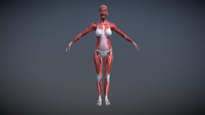 Female Muscle Anatomy 3D Model