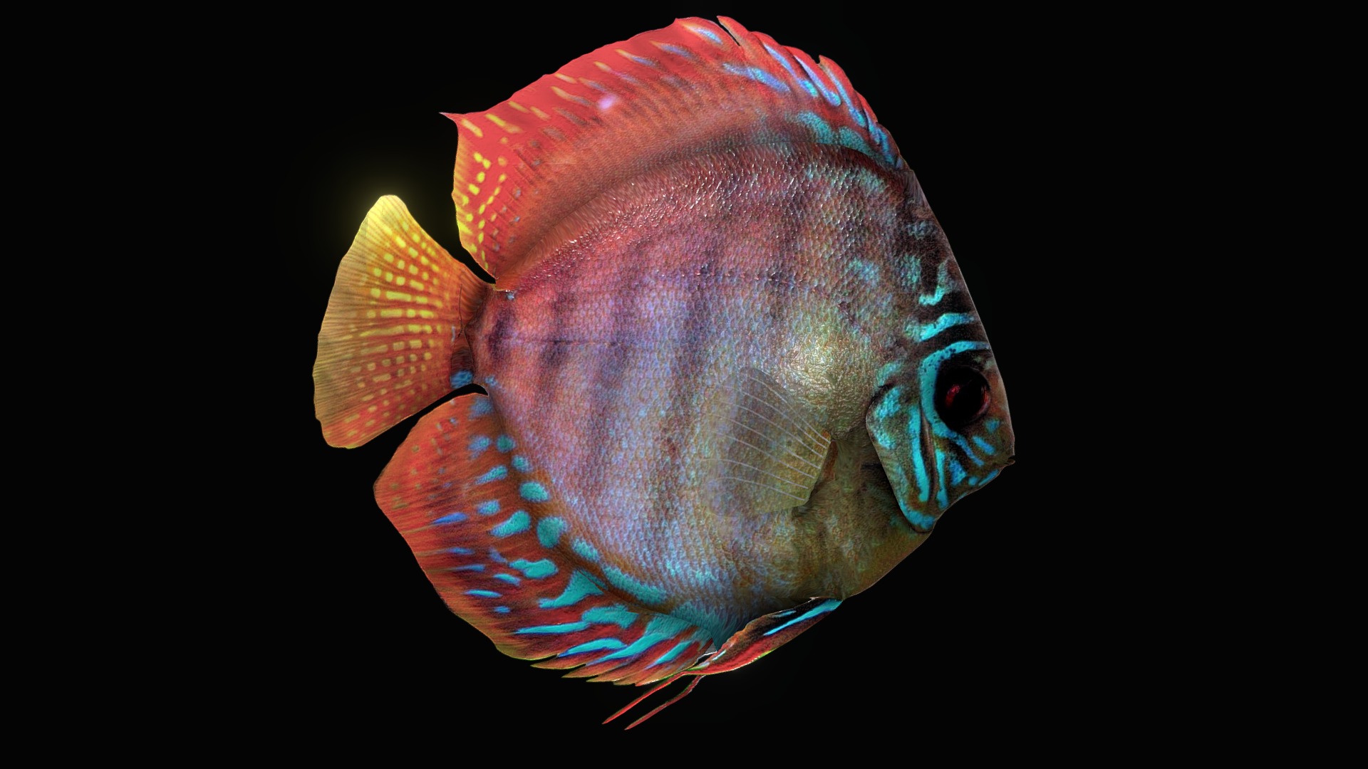 3D model Discus - This is a 3D model of the Discus. The 3D model is about a close-up of a fish.