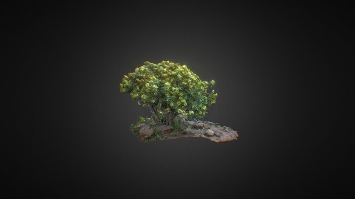 Tabaiba 3D Model