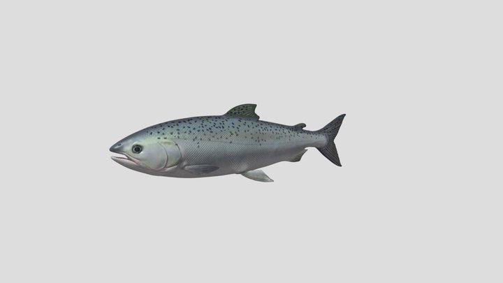 Fish (AKA my last 3d viewer model) 3D Model