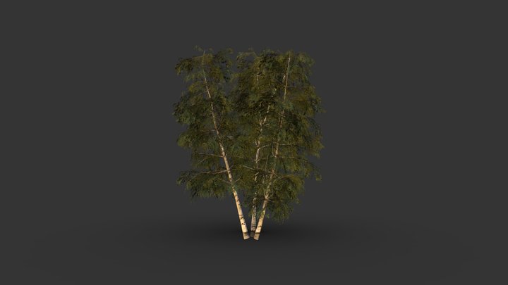 Multi Trunk Birch 3D Model