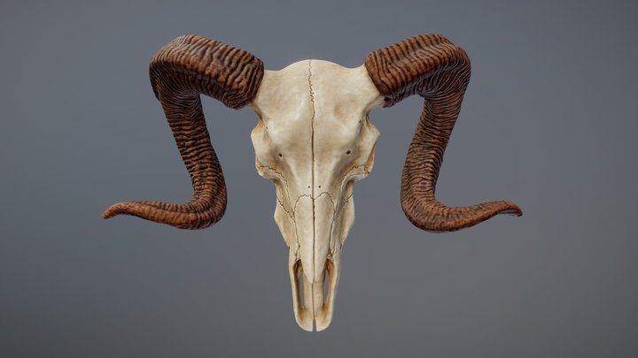 Bighorn Ram Skull 3D Model