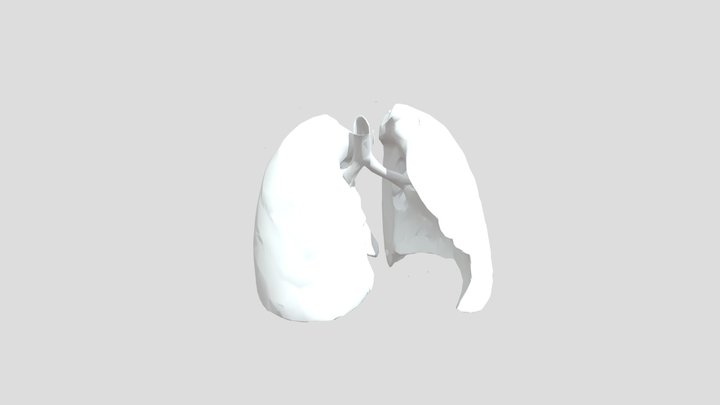 Pulmones 3D Model
