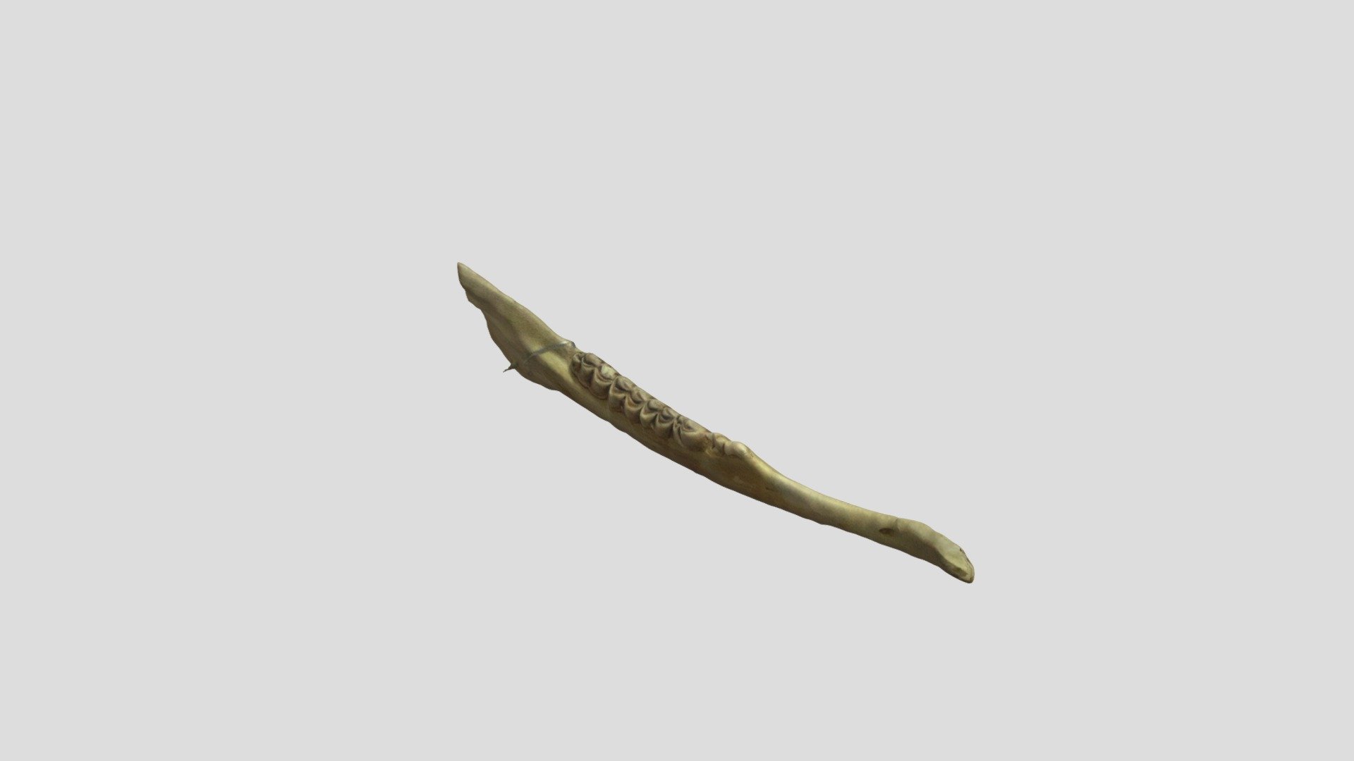 White-tailed deer jaw #A10