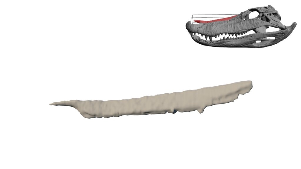 Alligator Nasal