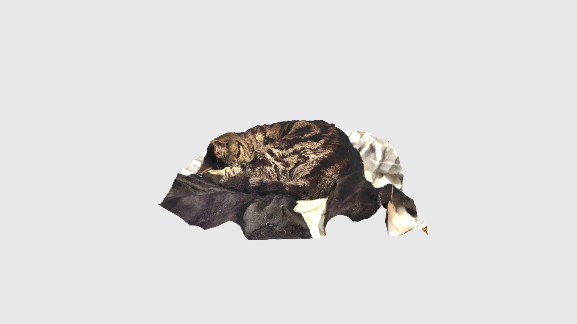 A sleeping cat