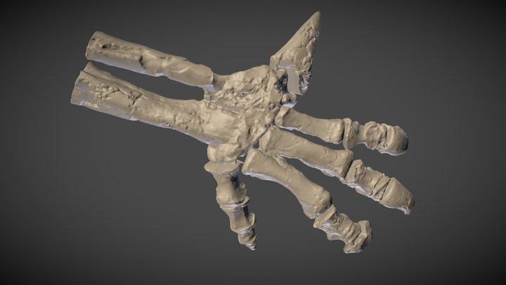The hand of Iguanodon 3D Model