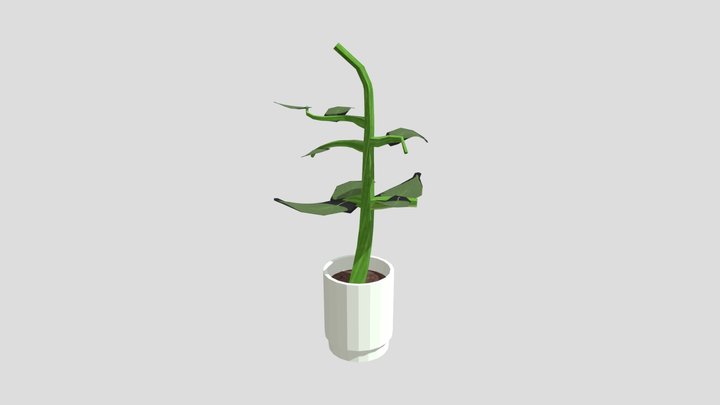 Wk8b plant Alec Sha 3D Model