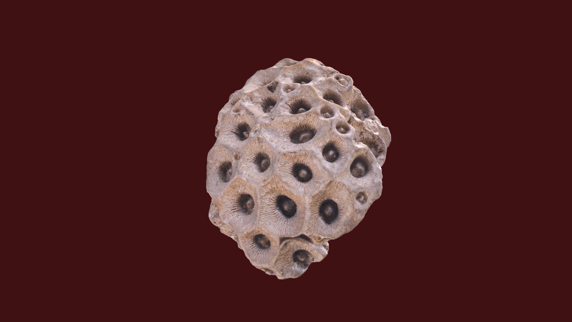 Pleurodictyum sp.